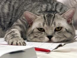 №151, Наталья Козлова-Кулиш, Прилуки №151, Наталья Козлова-Кулиш, Прилуки