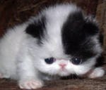 №104, Ольга Леконцева, Тольятти №104, Ольга Леконцева, Тольятти