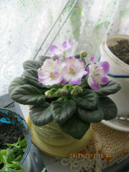 №25, Галина Шовак №25, Галина Шовак