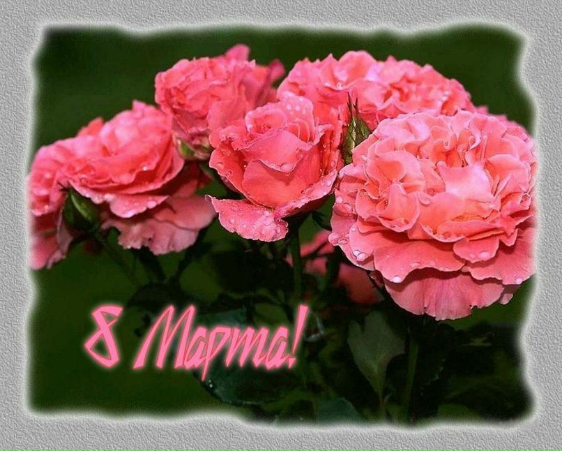 Алёна Белау | Петрозаводск