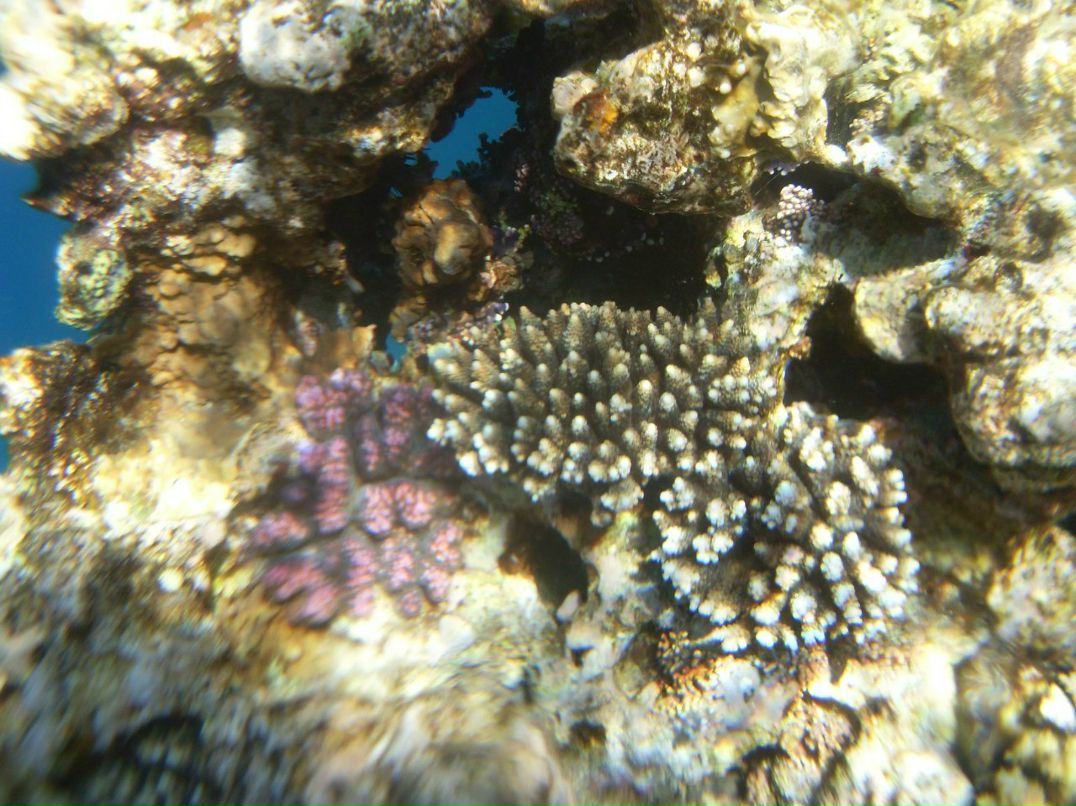 Оля Антошкина | Брянск