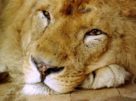 Шаген Акопян Ռոմանտիկ | Москва