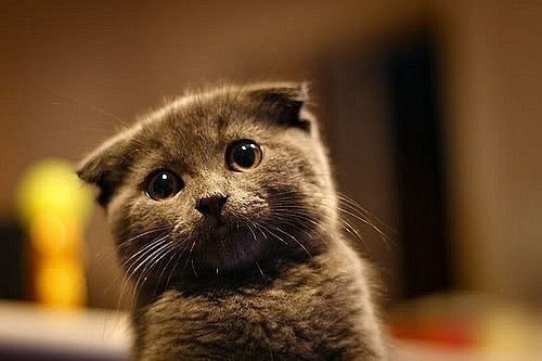 Василь Пахолок | Рогатин