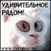 Наталья Сачкова фотография #2 (источник - https://vk.com/id121191080)
