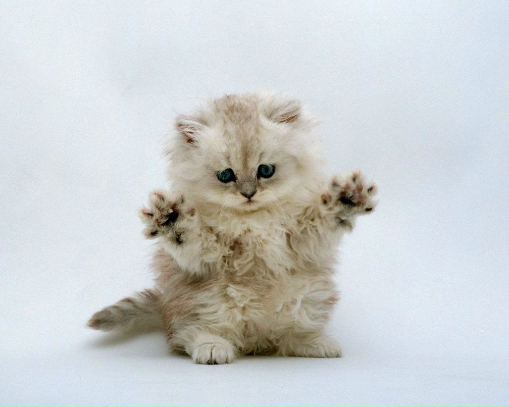 Александра Ермина ღPyPsIaღ | Санкт-Петербург