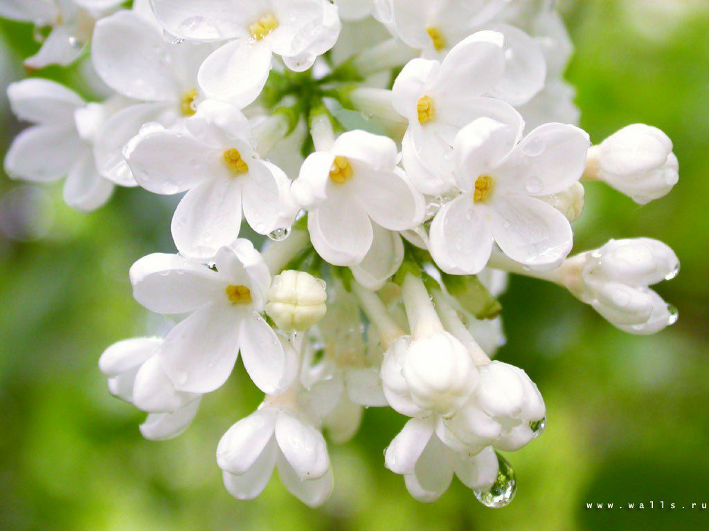 Nadya Kuzmenkova Lil'monster | Москва