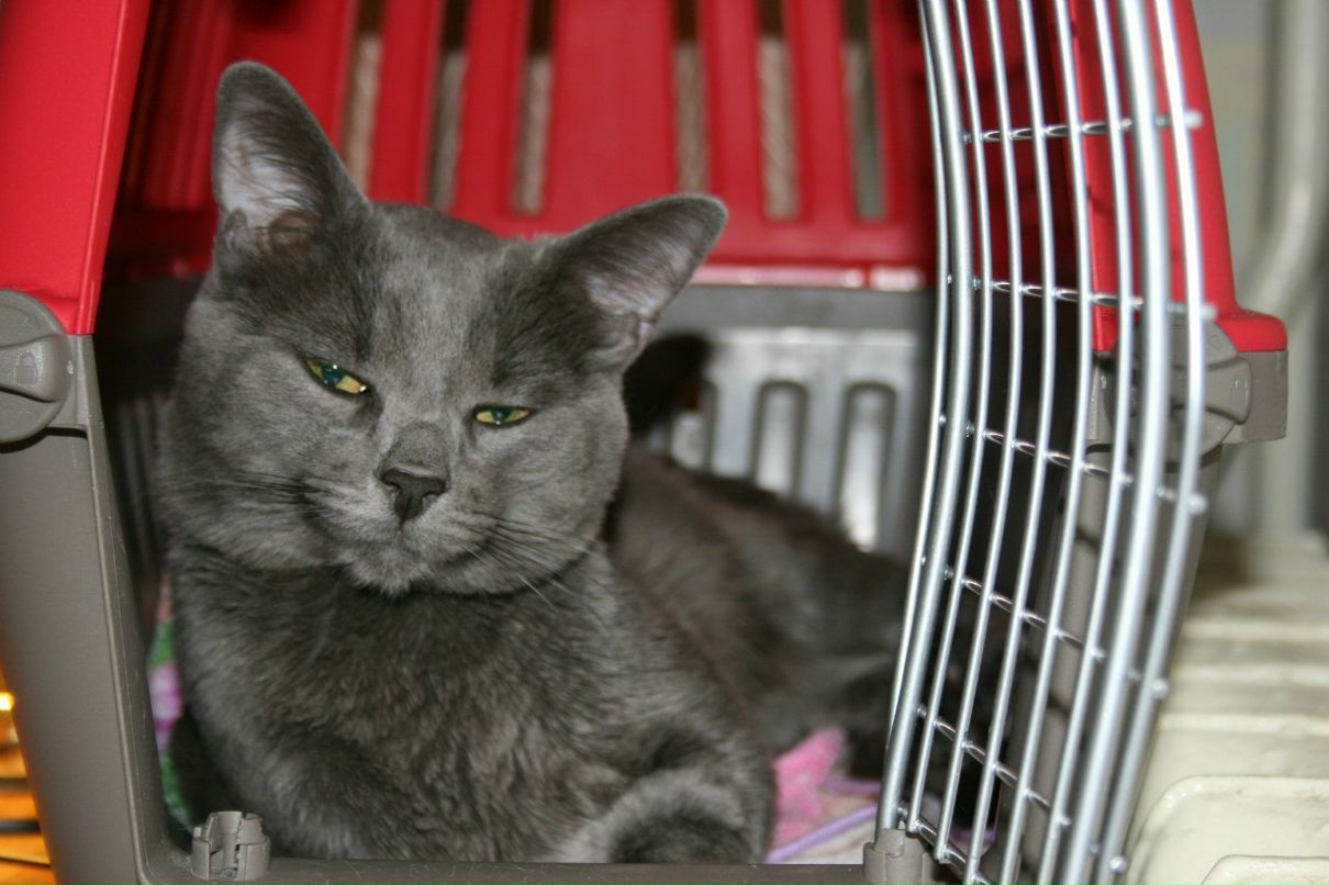 Ира Витковская | Киев