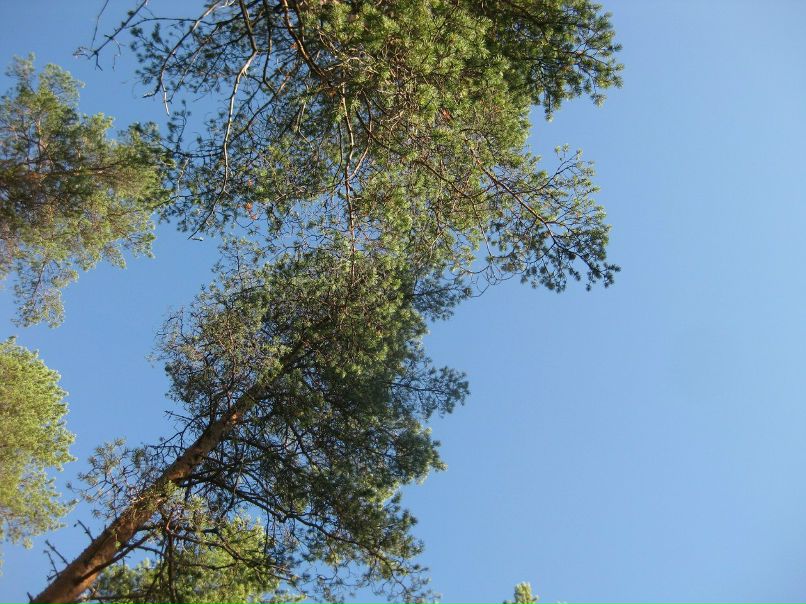 Галина Алатало | 