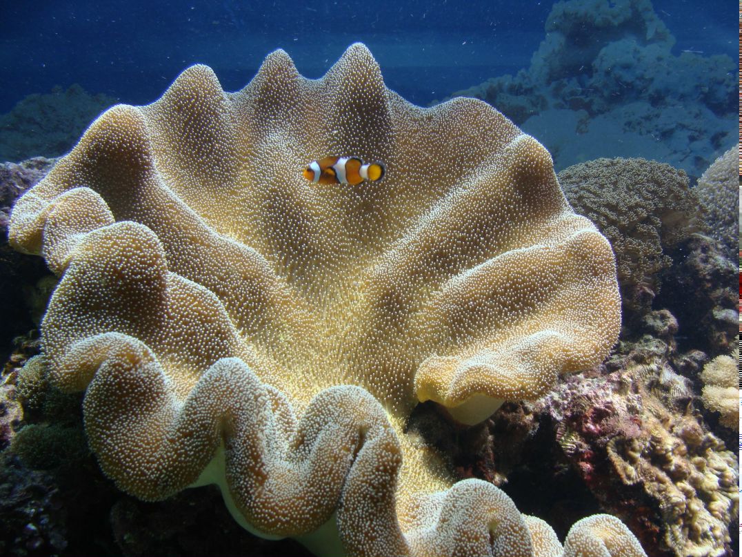 Виктория Устиченко | Новосибирск
