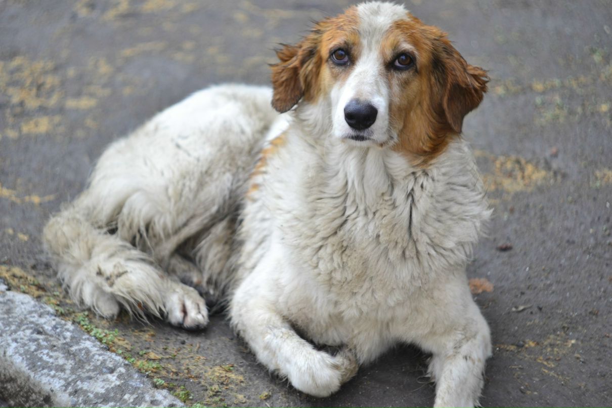 Игорь Хо | Киев