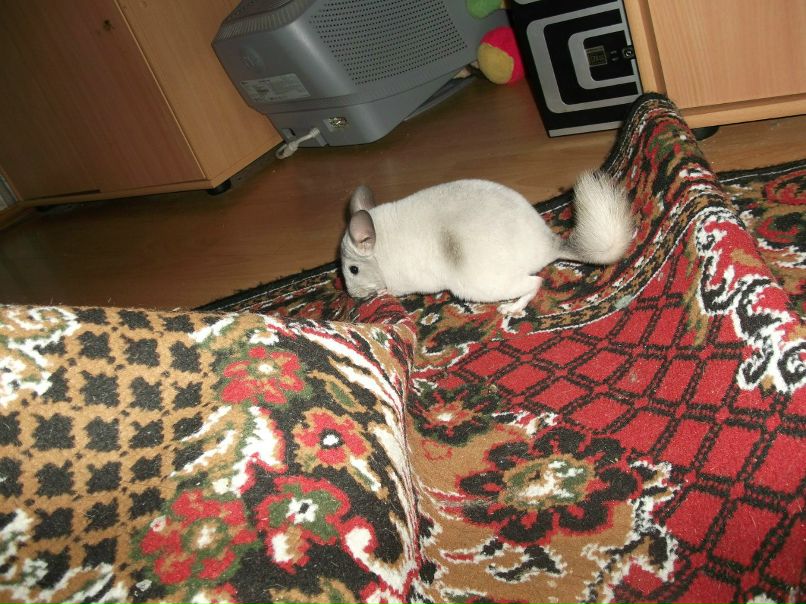 Алёна Урсулика | Санкт-Петербург