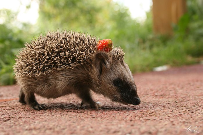 Дмитрий Николаев | Великий Новгород