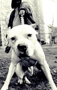 №6, Міша Мурочек, Мукачево №6, Міша Мурочек, Мукачево