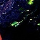 №62, Алина Деревянко, Харьков №62, Алина Деревянко, Харьков