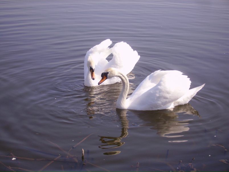 №115, Алена Чорноштан, 38 лет, Минск, Беларусь №115, Алена Чорноштан, 38 лет, Минск, Беларусь