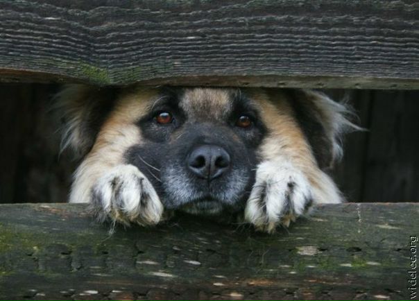 №2, Виктория, 31 год, Емва №2, Виктория, 31 год, Емва