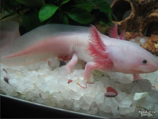 Татьяна Казанцева | Новосибирск