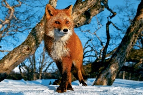 Дарья Поморцева Лиса | 