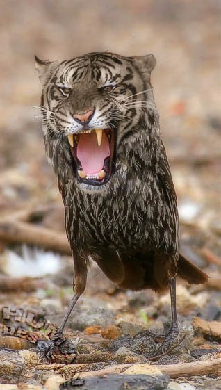 Аксинья Молшер Весна | Пермь