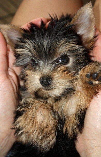 Светлана Евтеева | Москва