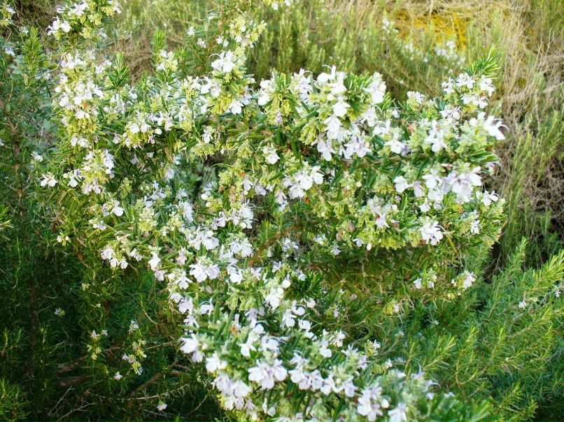 Александр Мау | Тель-Авив