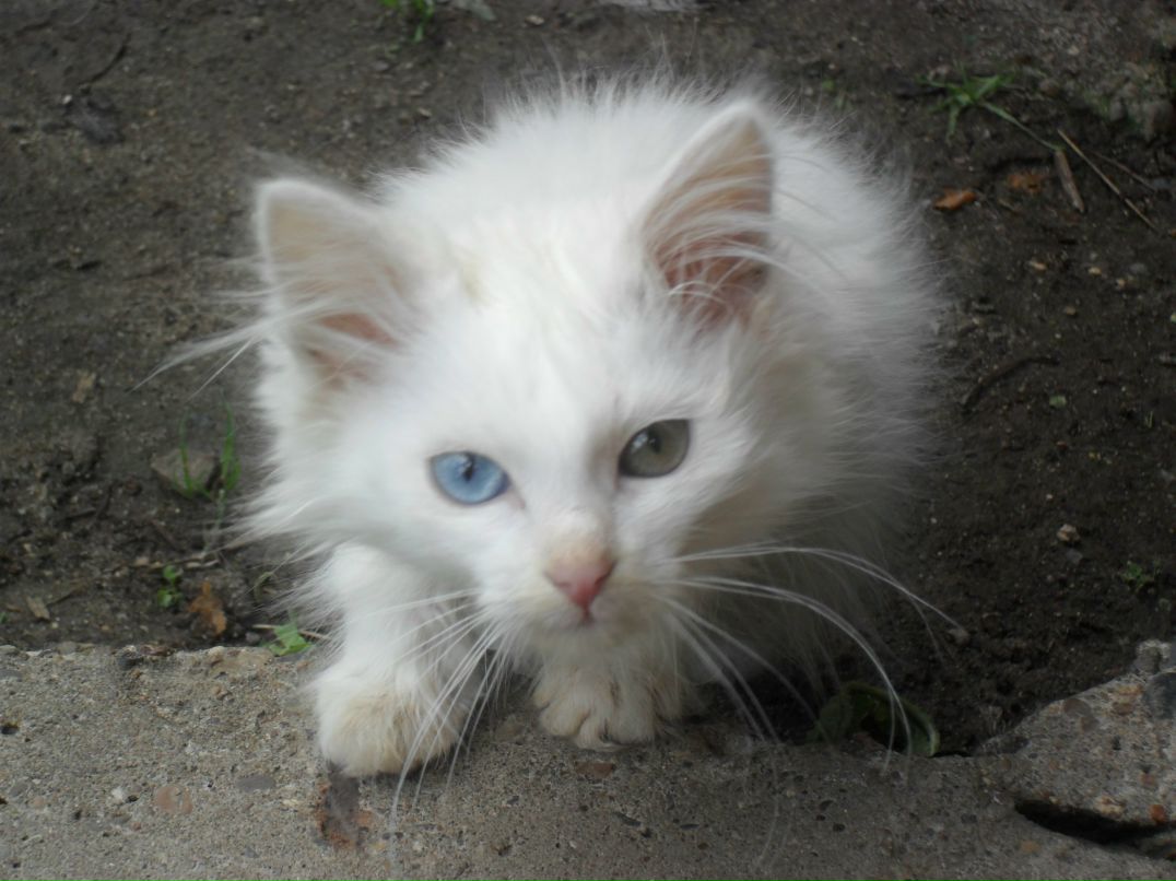 Светлана Ахломова | Санкт-Петербург