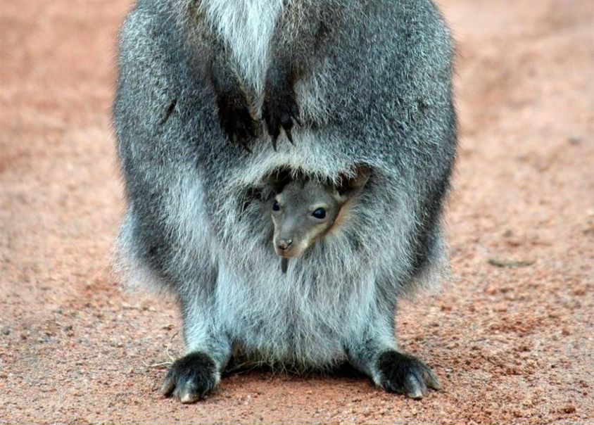 №195, Вероника Янтарная, Горячий Ключ №195, Вероника Янтарная, Горячий Ключ