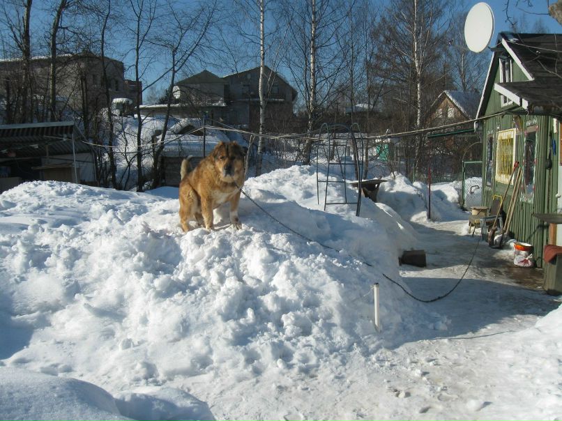 Сергей Соколов 