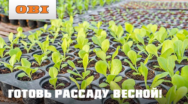 Оби Интернет Магазин Рассада