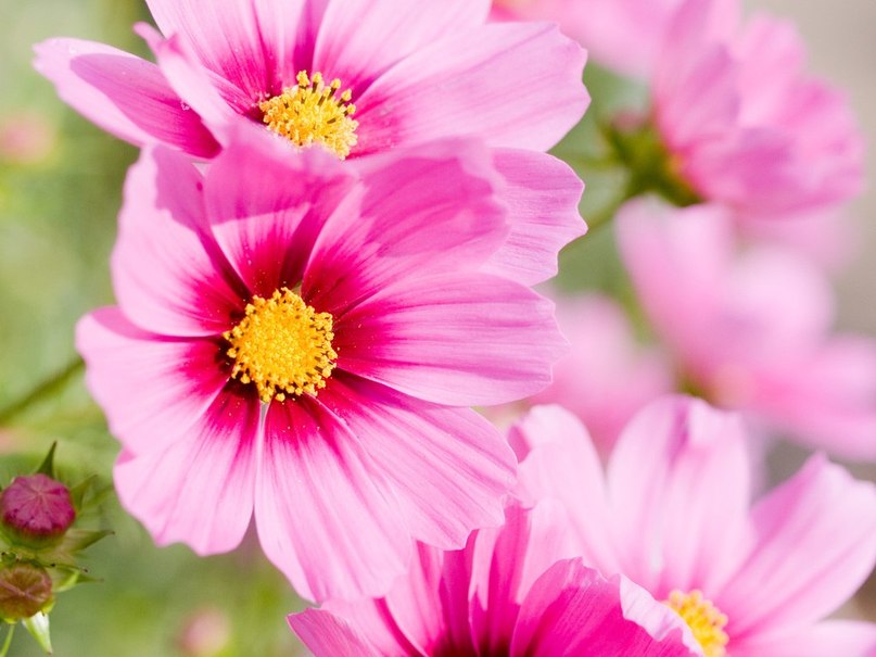 Саша Орешкова | Волгоград