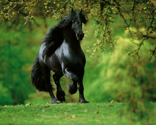 №14, Альона Фризская, Яготин №14, Альона Фризская, Яготин