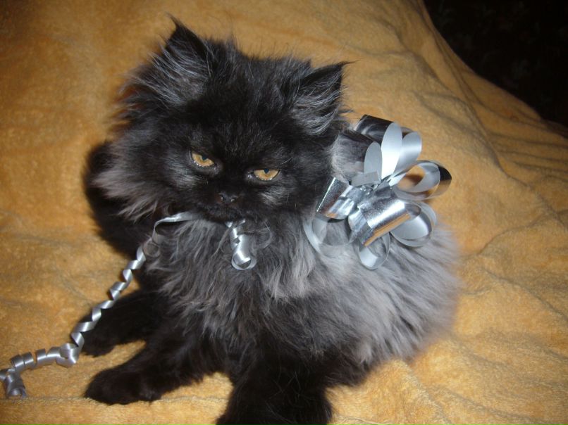 Елизавета Белоус | 