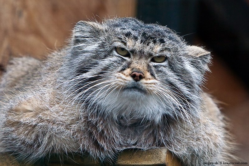 Сергей Гоштук ~Bakshish~ | 