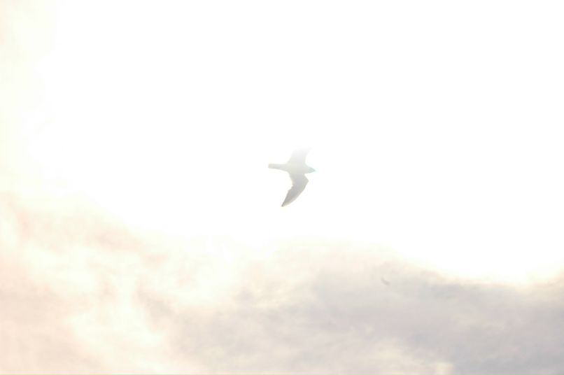 Аника Петриченко | Краснодар