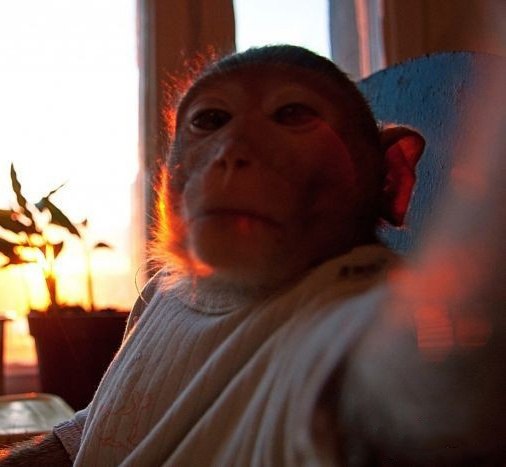 Миша Медведъ | 