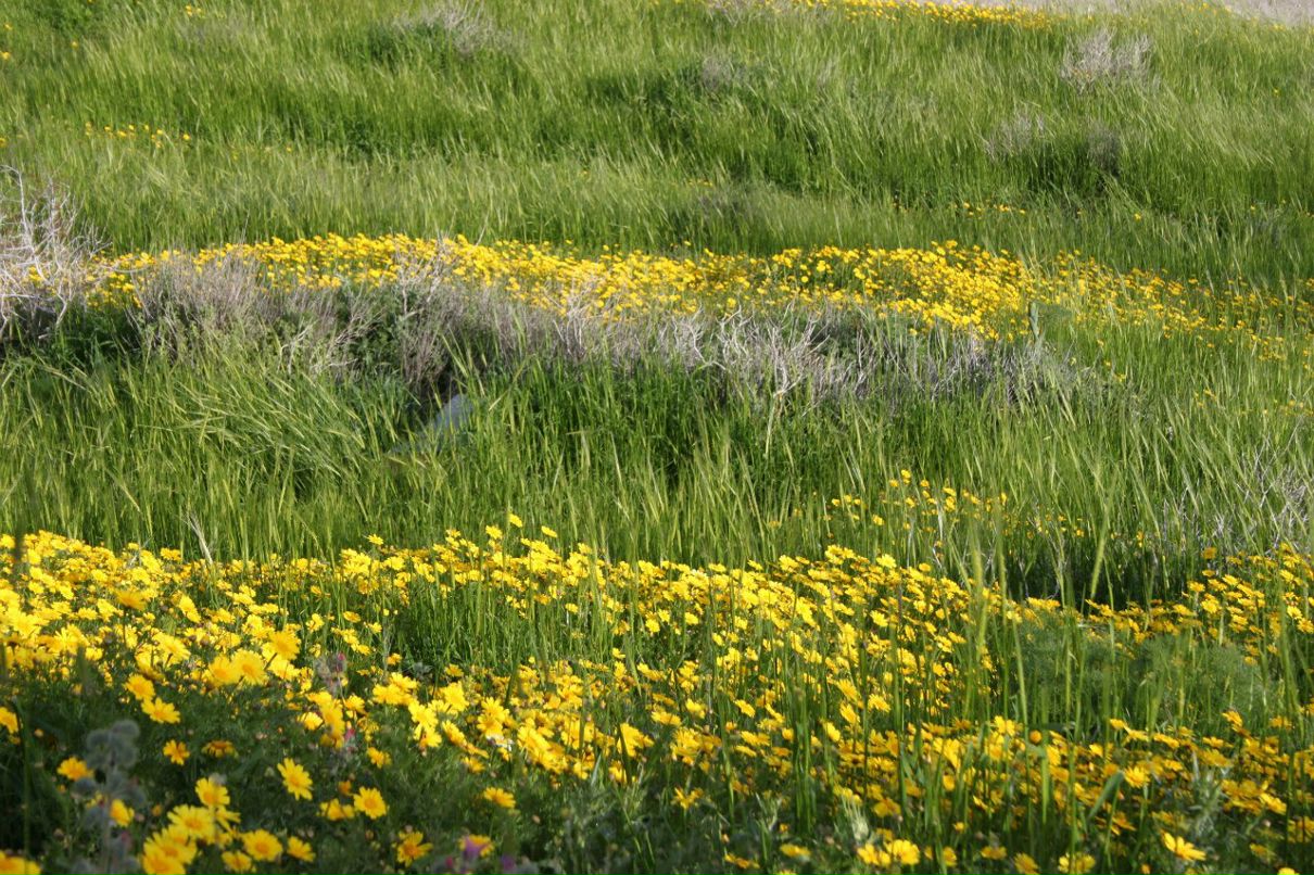 Tanya Dobronichenko | 