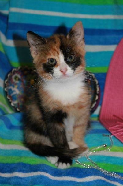 №96, Дарья Белокрылова, 34 года, Genova, Италия №96, Дарья Белокрылова, 34 года, Genova, Италия