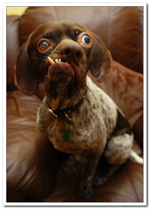 Ермолай Симеонов | 