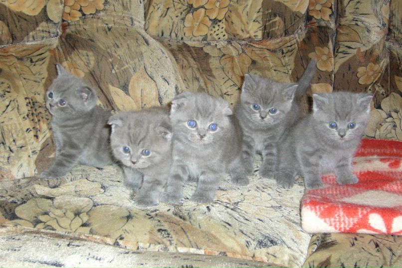 Зарина Медоева | Москва