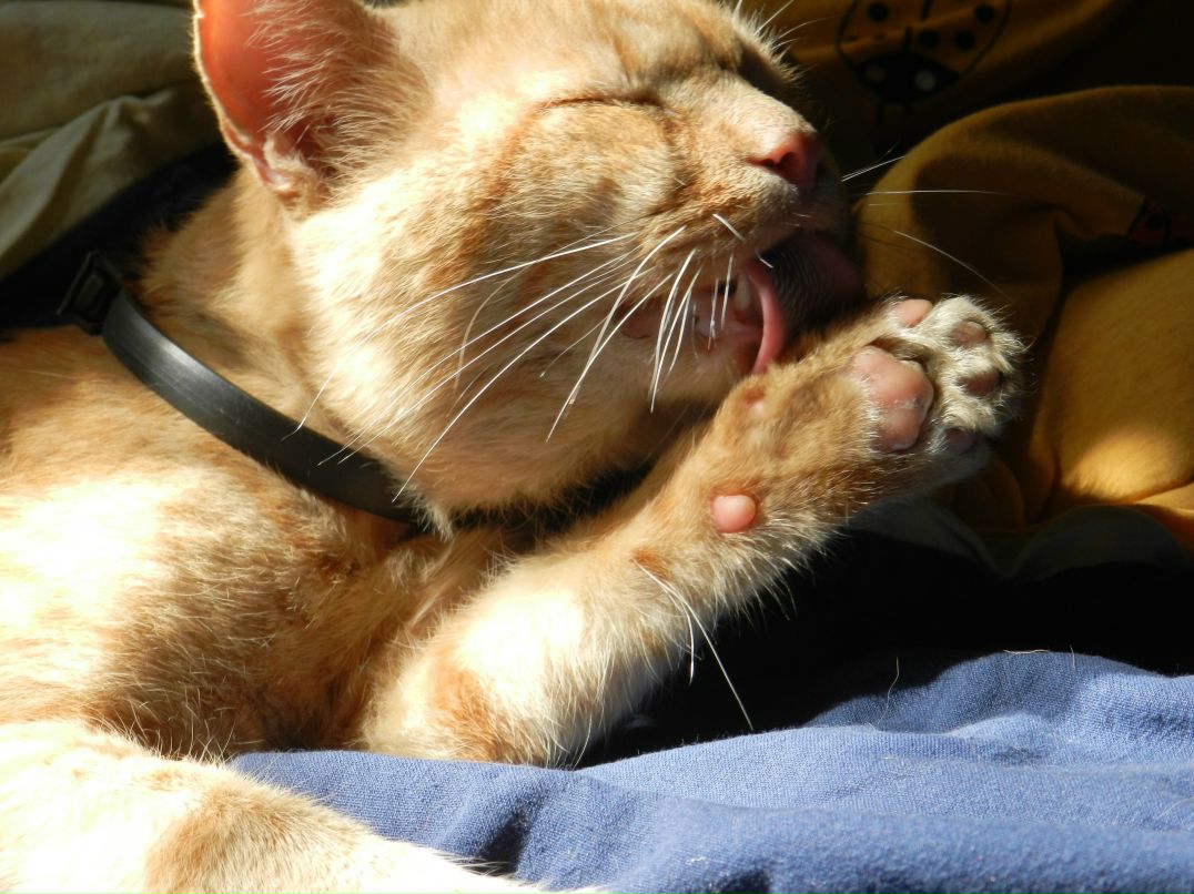 Рыж Бездельник | 