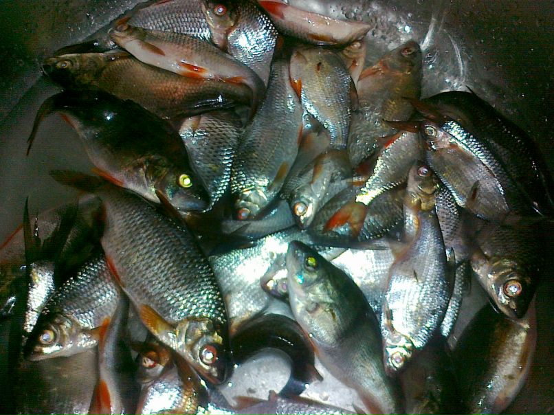 Виктор Тесля | Киев