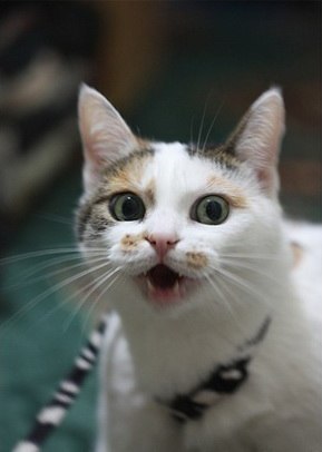 Лидия Маханова | Пенза