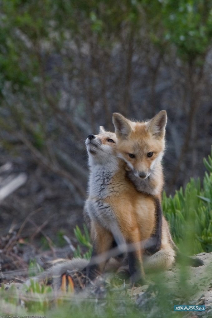 Maxim Gusev | Харьков