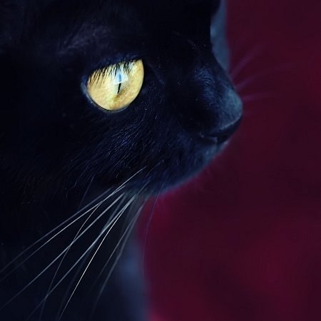 №11, Мария Витрук №11, Мария Витрук