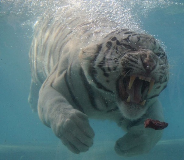 №99, Фея Ёпт, Москва №99, Фея Ёпт, Москва