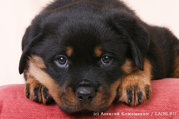 Елена Морозова | Санкт-Петербург