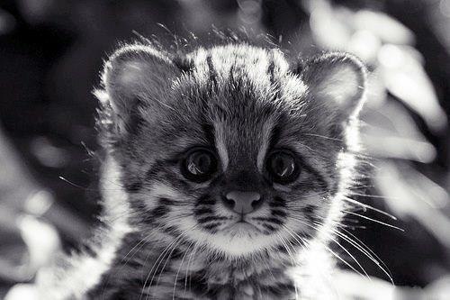 Олеся Татаринова | Липецк