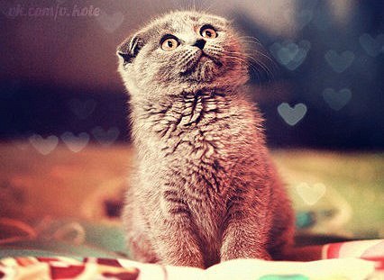 Бомонд Piskins | Житомир