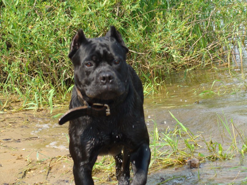 Антон Семенов | Münster