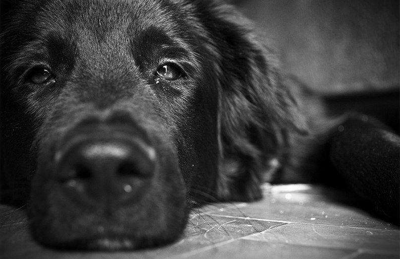 Татьяна Мотырева | Чернушка